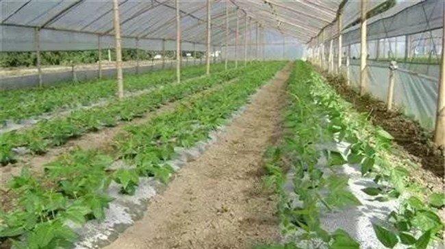 冲施肥冲施量如何掌握