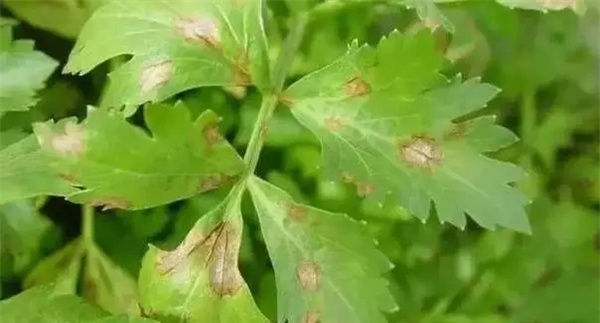 芹菜叶斑病如何防治