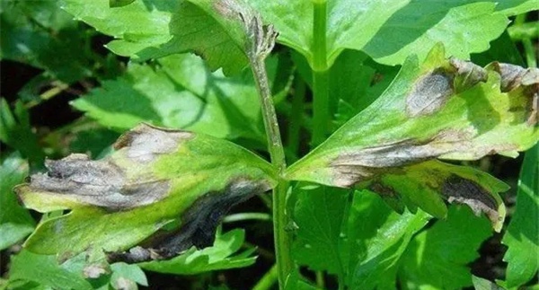芹菜叶斑病用什么药防治