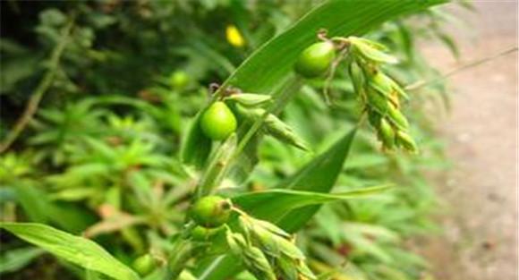 薏苡种植技术与方法