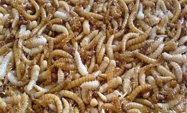 黄粉虫幼虫的形态特征