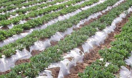 花生地膜覆盖栽培技术