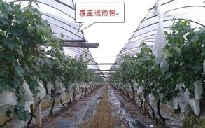 葡萄管理技术