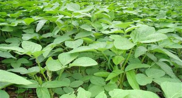 大豆施肥氮磷钾比例