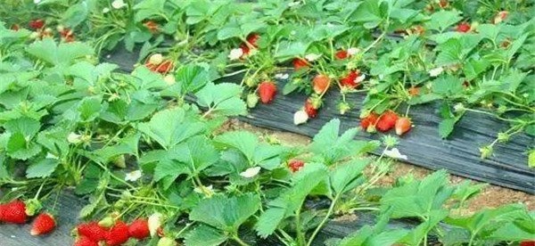 草莓管理技术要点