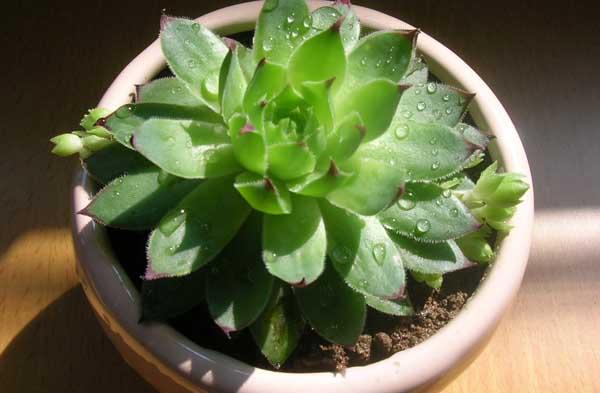 花卉种植方法