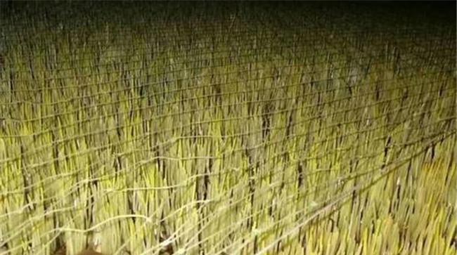 蒜黄种植大棚建造