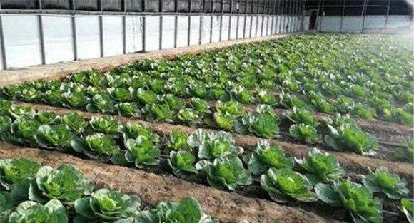 结球甘蓝栽培技术与主要步骤