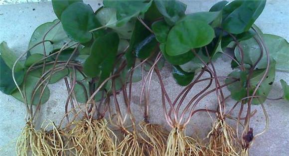 细辛种植技术与栽培管理方法