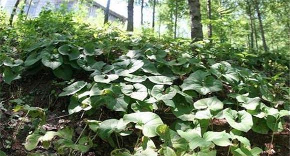 细辛种植技术与栽培管理方法2