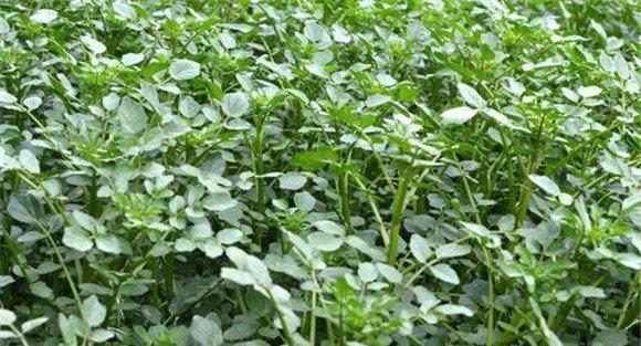 豆瓣菜种植方式