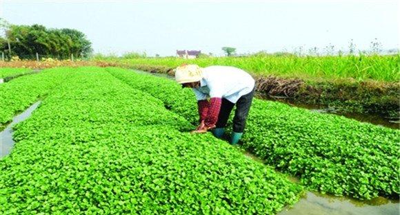 种植豆瓣菜如何整地和定植