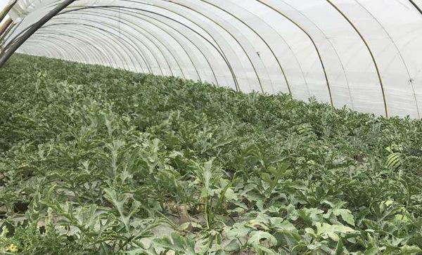 移栽定植