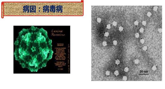犬细小病毒病怎么治