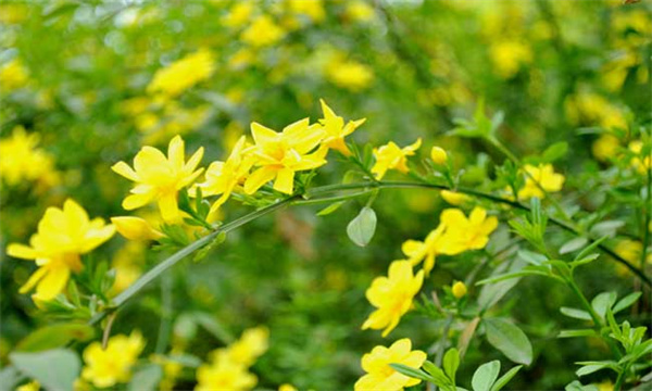 迎春花什么时候开放（开花）