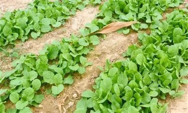 秋季大白菜的直播方法