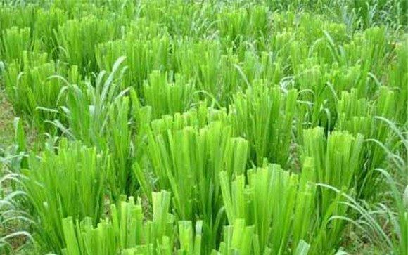 牧草的播种方法