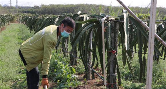 火龙果如何掌握施肥量