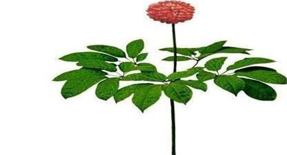 三七的形态特征与生物学特征