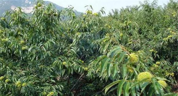 板栗树种植技术要点