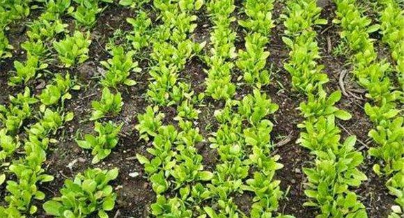 早秋菠菜栽培技术要点
