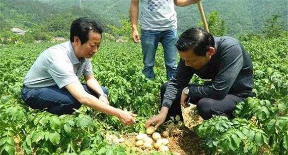 马铃薯结薯少是什么原因