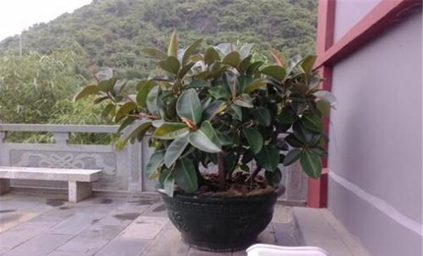 橡皮树对盆土的要求