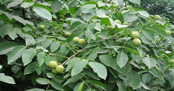 核桃的果实发育分为几个时期