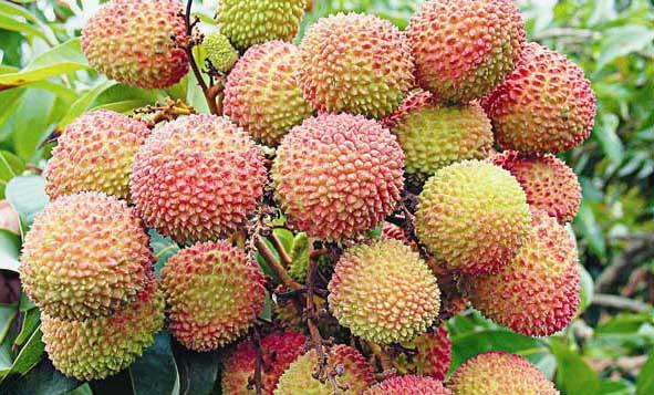 荔枝栽培技术