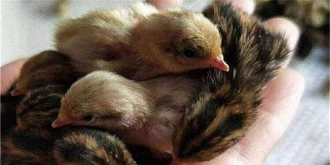 芦丁鸡的养殖方法