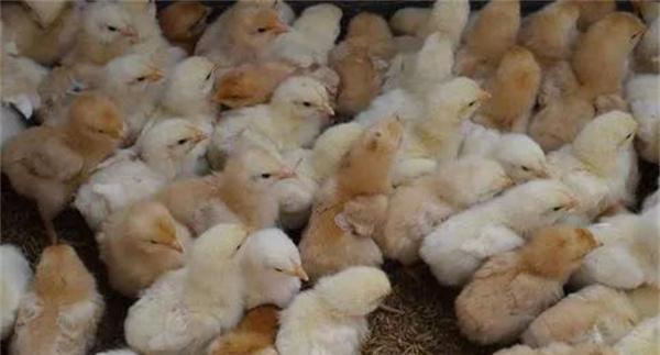 肉用仔鸡管理要点