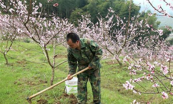 桃树施肥应注意哪些事项