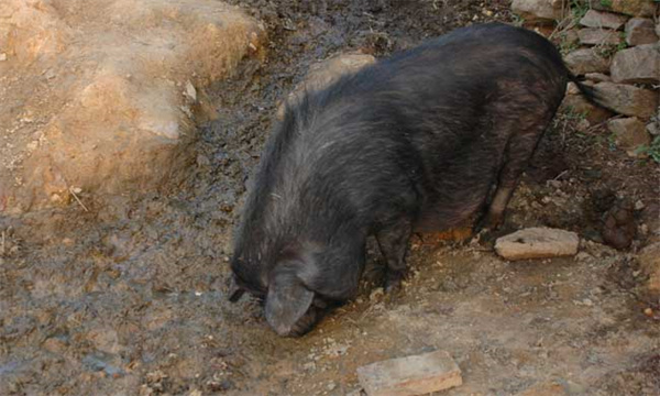 特种野猪养殖常见错误有哪些