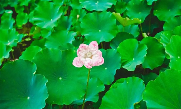 如何栽培和养护荷花