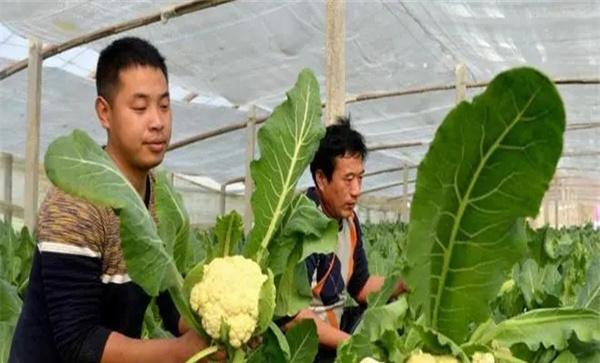 蔬菜病虫害的生物防治具有哪些优点