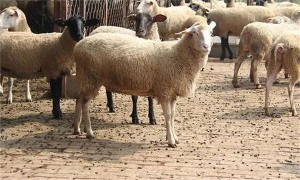 肉羊屠宰前应做哪些准备
