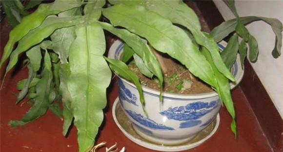 昙花繁殖