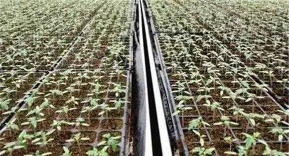 圣女果种植方法和关键栽培步骤