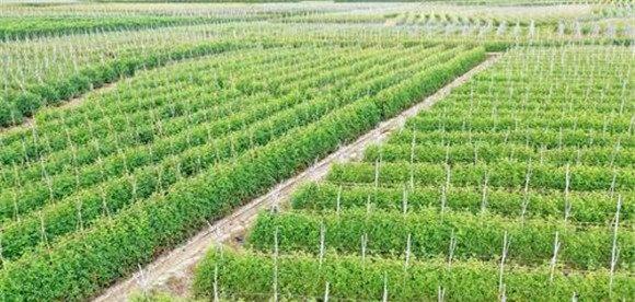 圣女果的定植方法