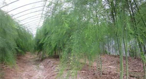 芦笋育苗技术