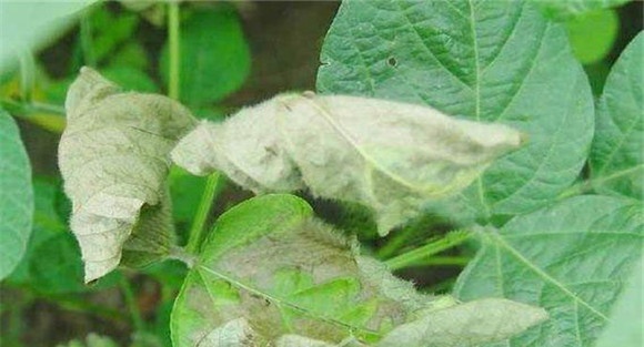 大豆霜霉病的危害