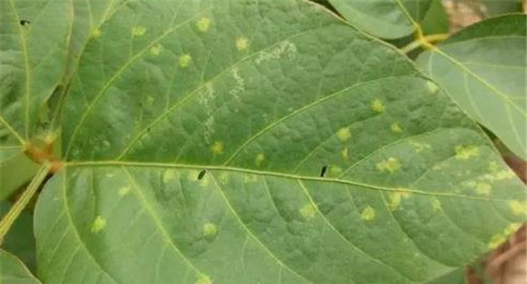 大豆霜霉病发病原因