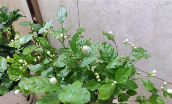茉莉花的养护要点