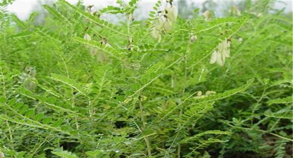 如何种植黄芪效果好