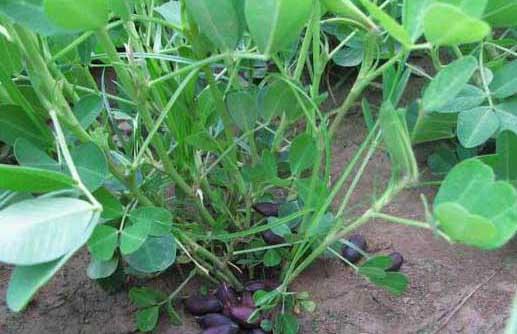 花生种植管理方法
