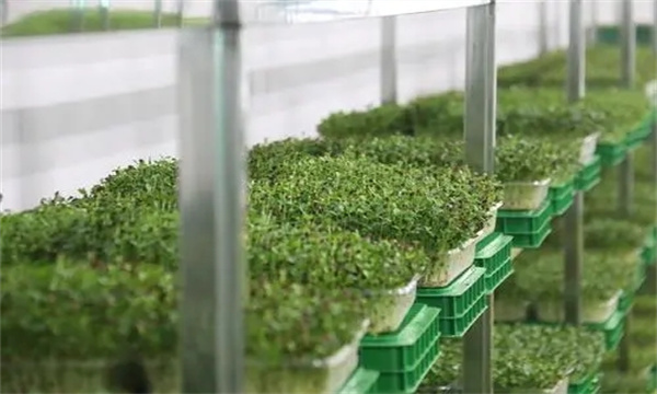 日光温室生产香椿芽苗菜技术要点有哪些
