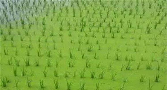 水稻青苔怎样清除