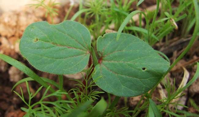 黄秋葵种植方法