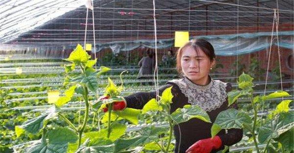 甜瓜的定植时间