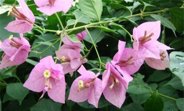 盆栽叶子花的修剪方法